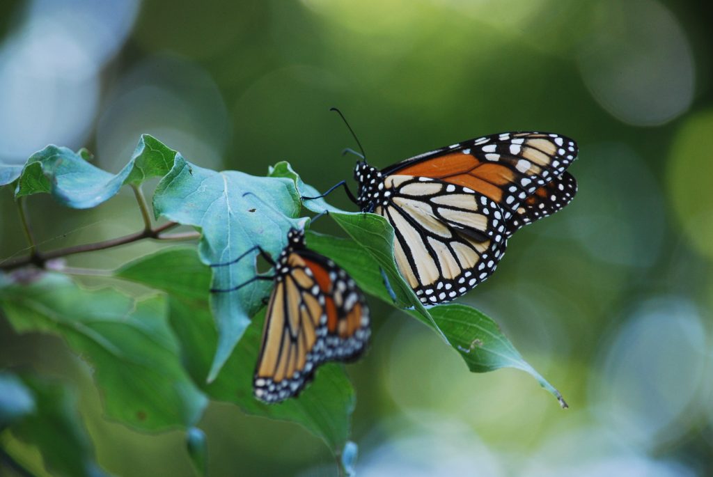 monarch monarch