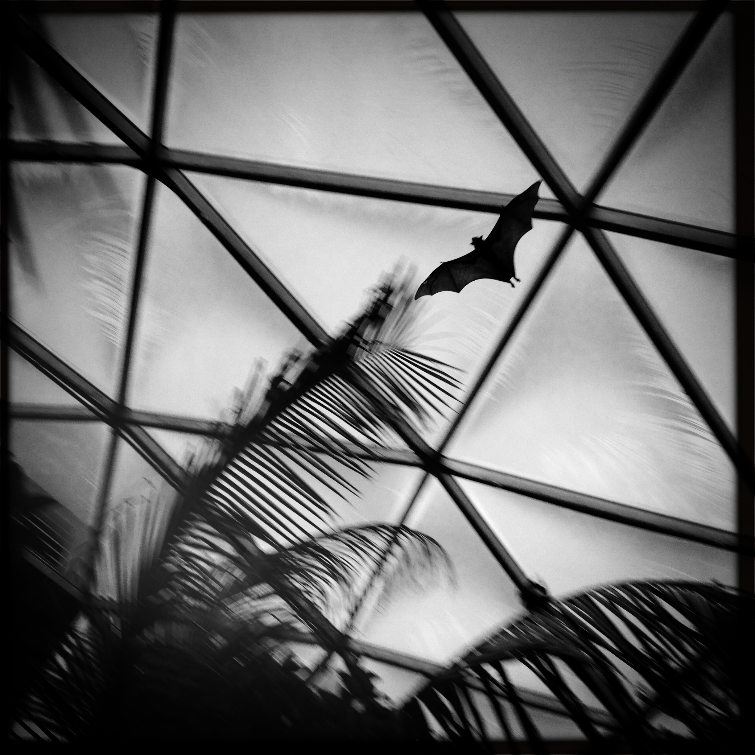 15 Giant Indian Fruit Bat flying in the Tropical Rainforest.