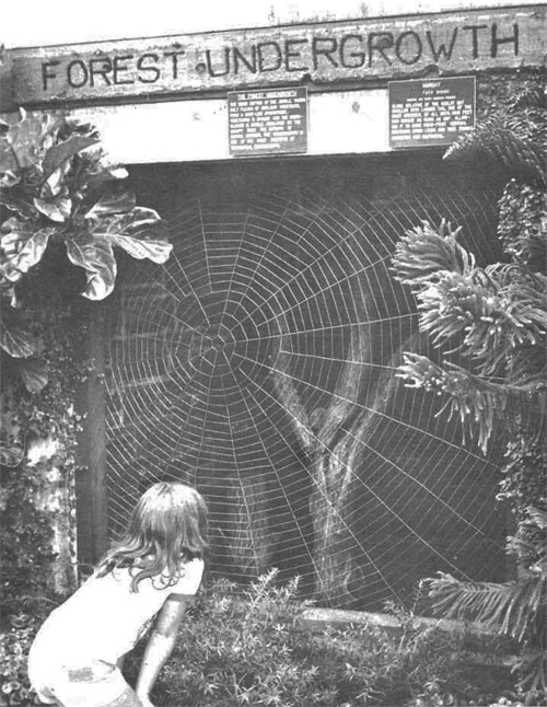 17 The steel spiderweb originally debuted in the Tropical Rainforest and now resides on the wall of Animals and Man.