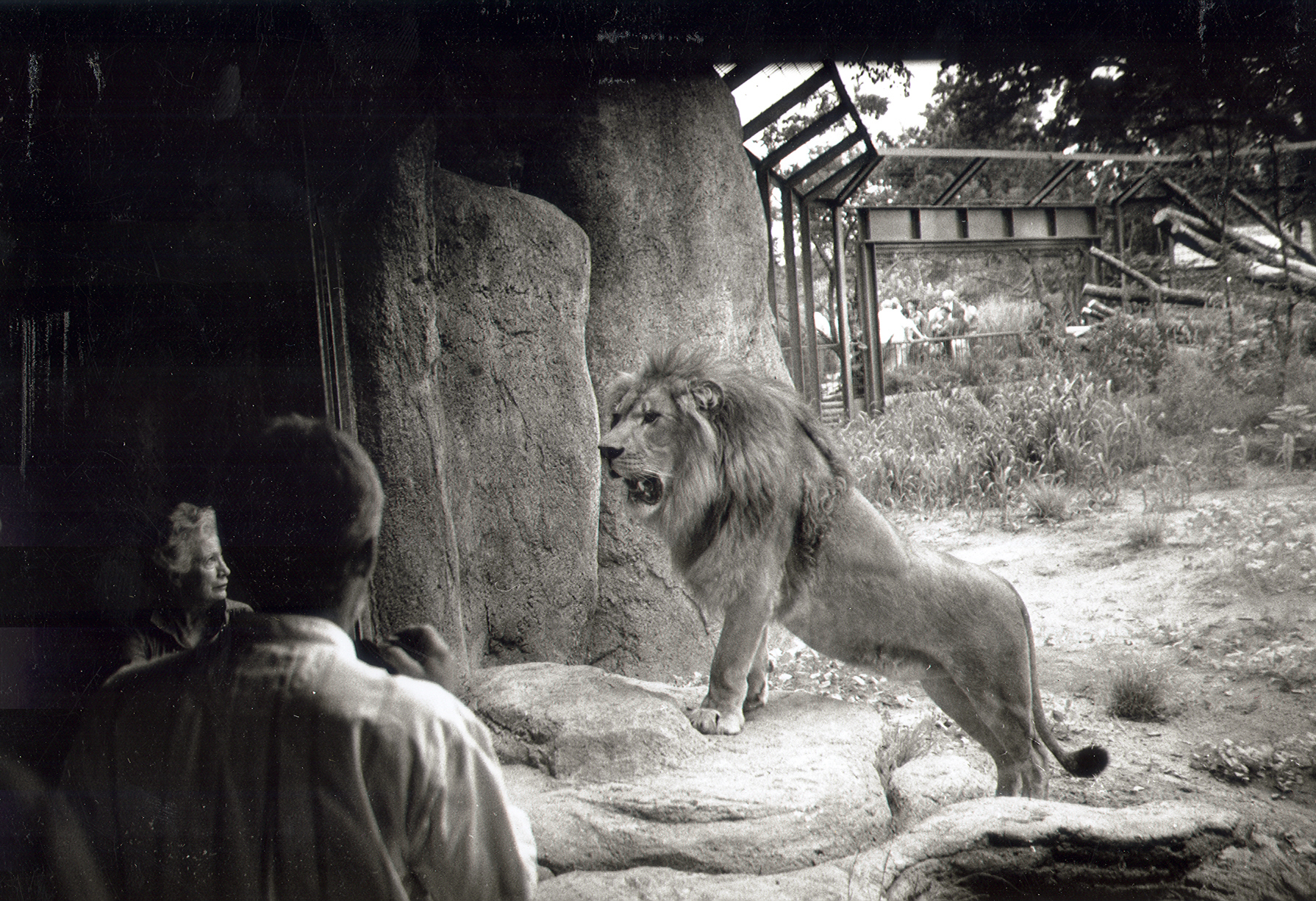 25 The original pride of lions featured a male, Samburu, and two females, Arusha and Manyara.