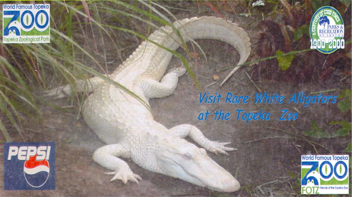 28 Rare white alligators visited in the summer of 2000.