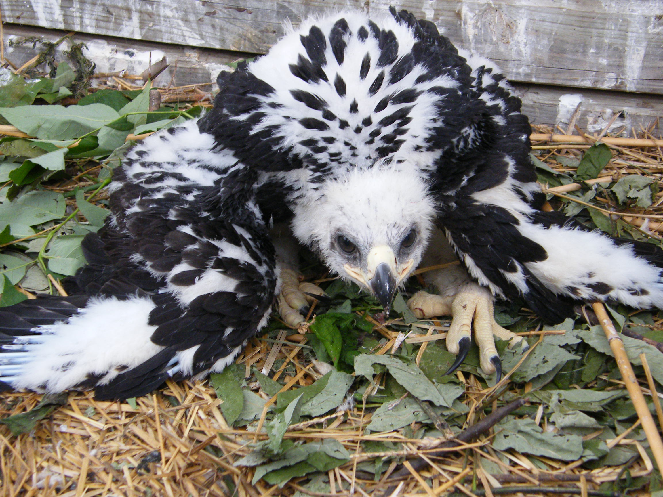 8 Golden Eagle Fledgling Eaglet