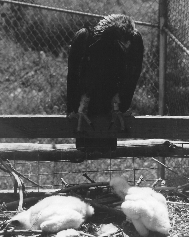Historical (13) We no longer breed Golden Eagles as the wild population reached a sustainable level.
