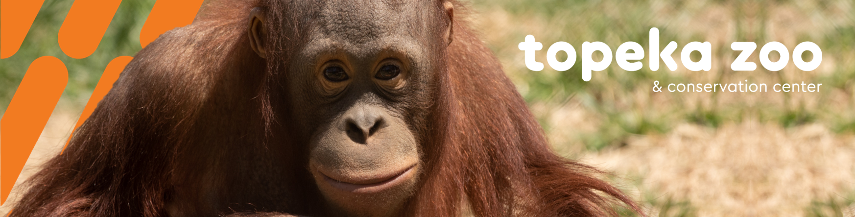 Orangutan Header Orangutan Header