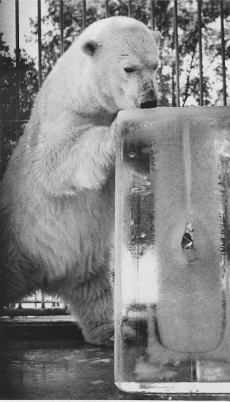 Picture1 Ice Day was a popular feature for both guests and animals in August.