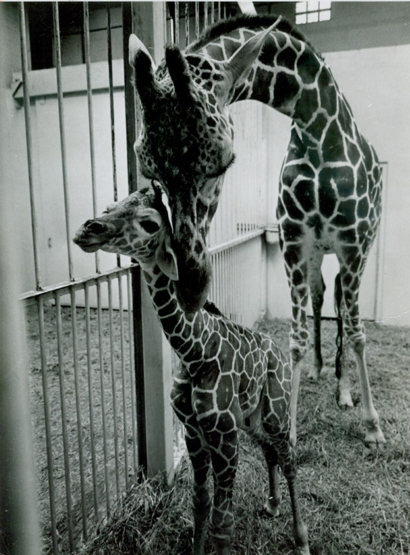 Picture10 First Giraffe Born in Kansas: Sunflower