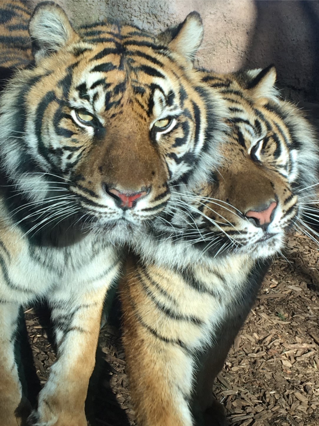 Picture13 May the Fourth be with You! Three Sumatran Tiger cubs, ChloJo, Shanti, and Raza, were born to mother, Jingga, and father, Rojo, on the fourth of May 2014.