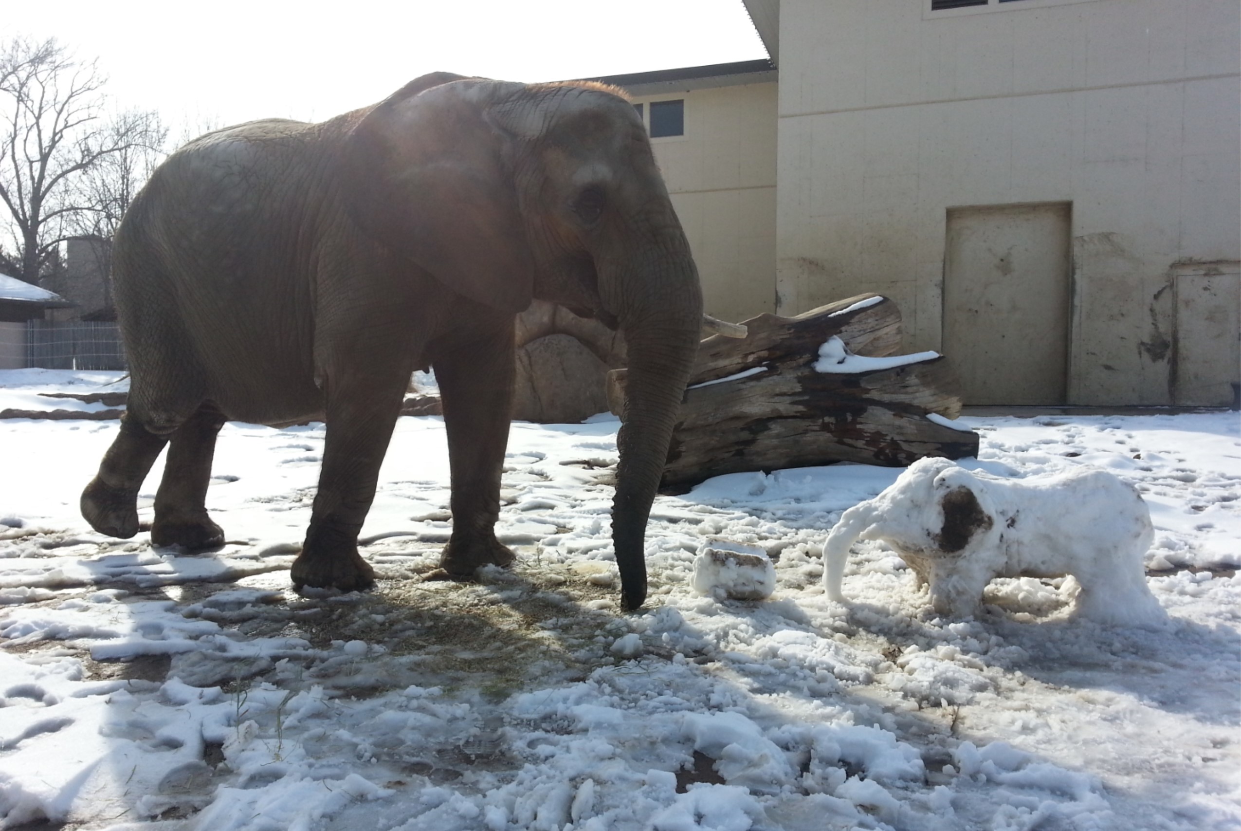 Picture14 Tembo the African Elephant enjoying enrichment prepared by her zookeepers.