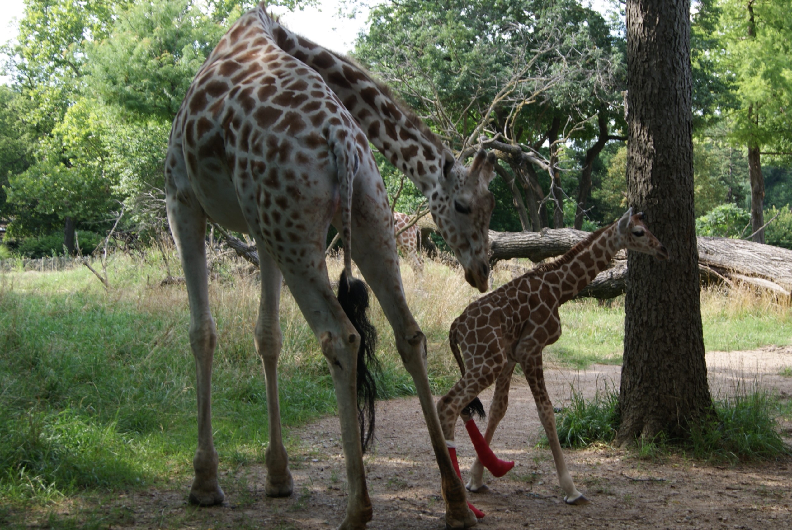 Picture15 Hope the Reticulated Giraffe was born with hyperextended fetlocks which required special casts and physical therapy in order to thrive.