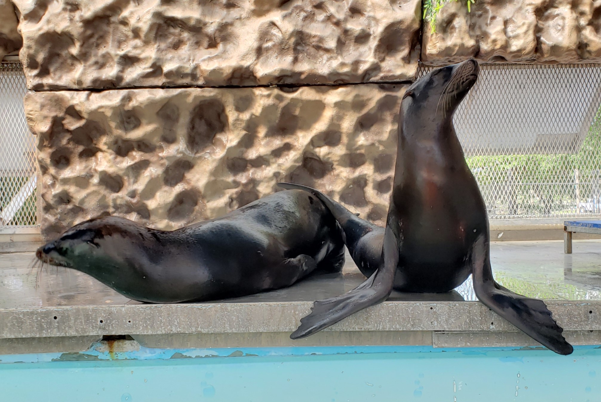 Picture18 Sea Lion Splash educated and entertained guest in the summer of 2018.