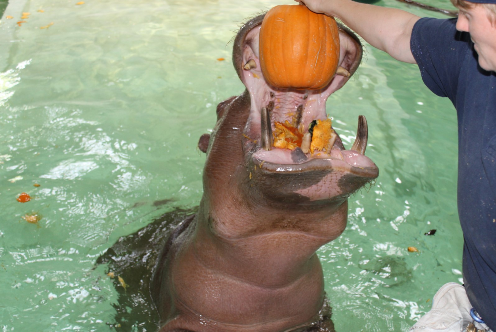 Picture9 Vision the Hippopotamus was the first hippo born in Kansas in 2010.