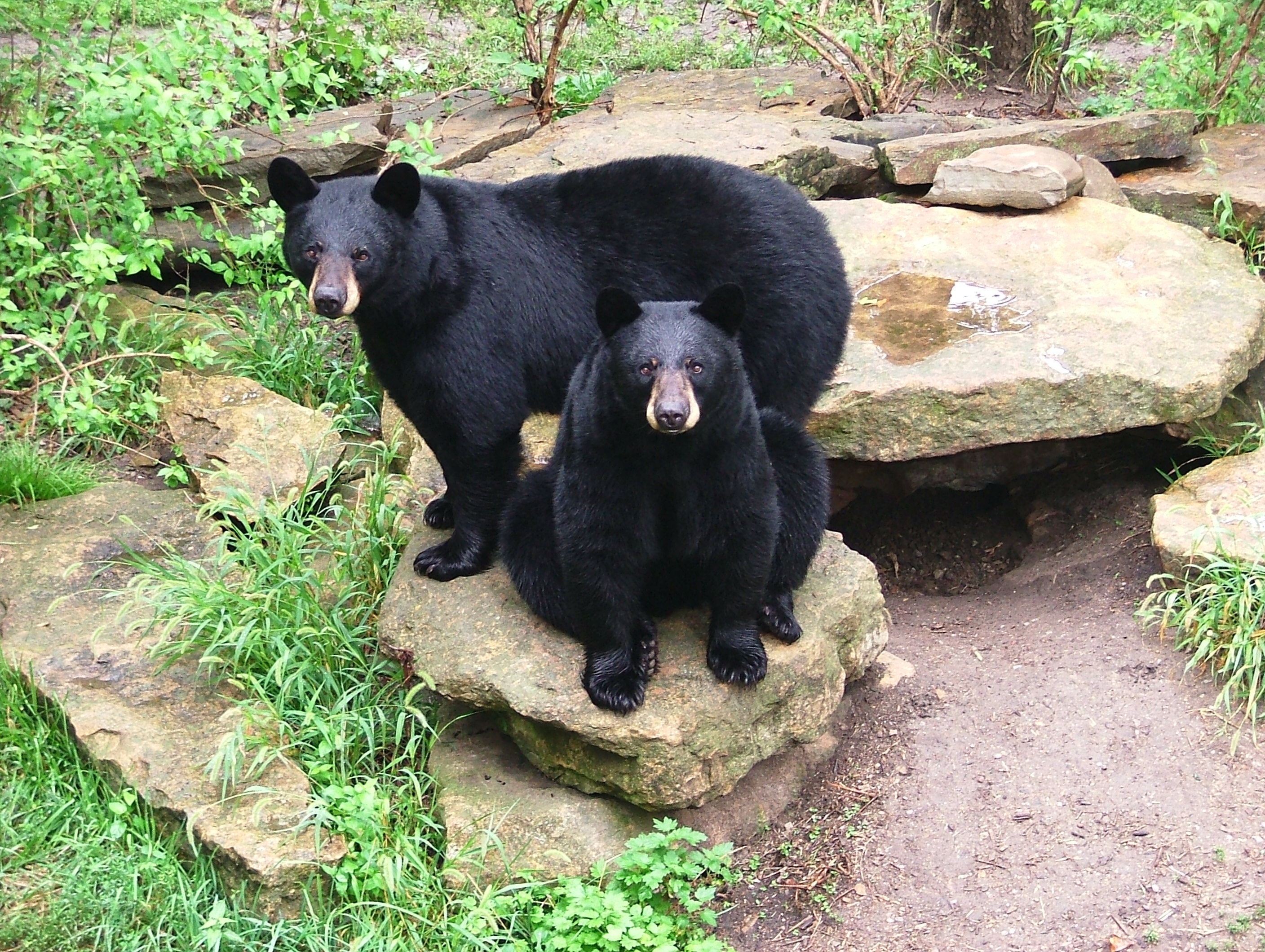 Sneak and Peek Sneak and Peak, the first bears to reside in Hills Black Bear Woods, which opened in 1996.