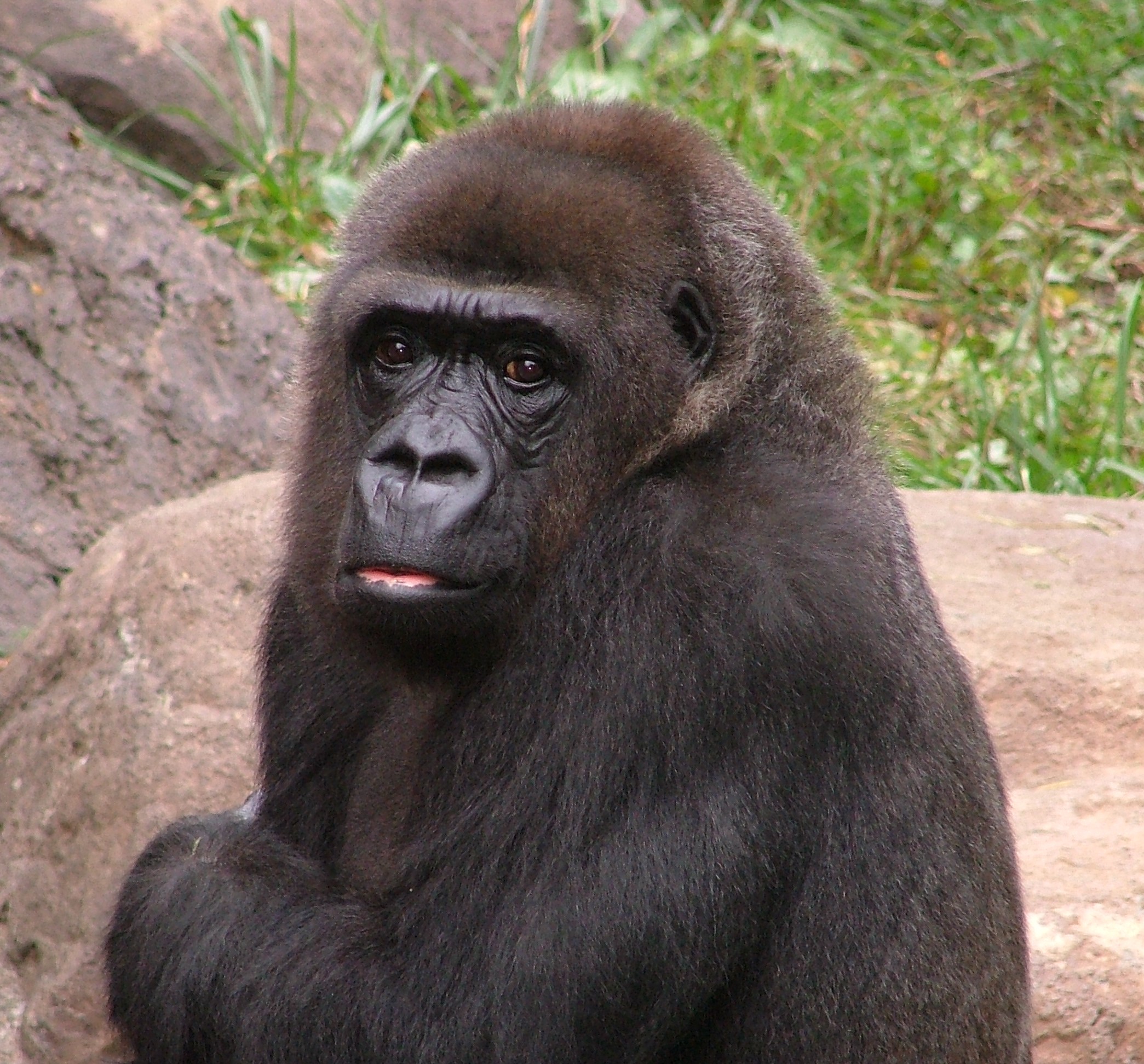 Tiffany Tiffany the Western Lowland Gorilla
