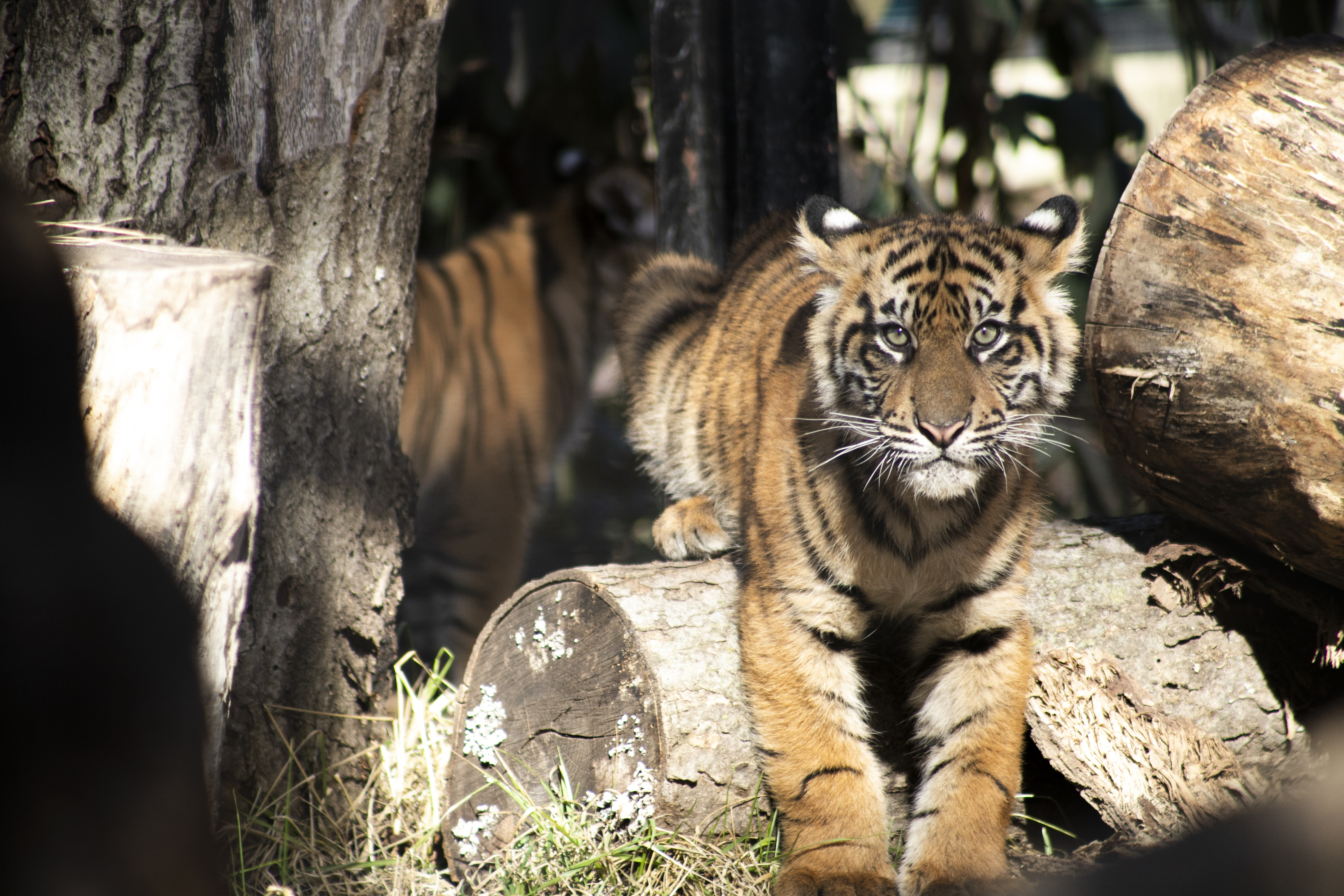 Tiger-Cubs-MeganB-Mar-2019_1 Tiger-Cubs-MeganB-Mar-2019_1