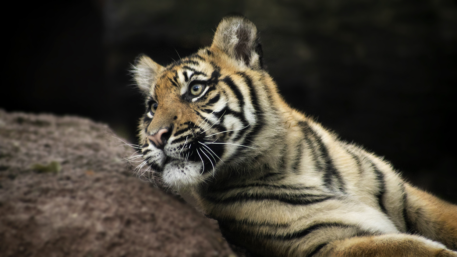Tiger-Raja-MeganBurns-2019_web Tiger-Raja-MeganBurns-2019_web
