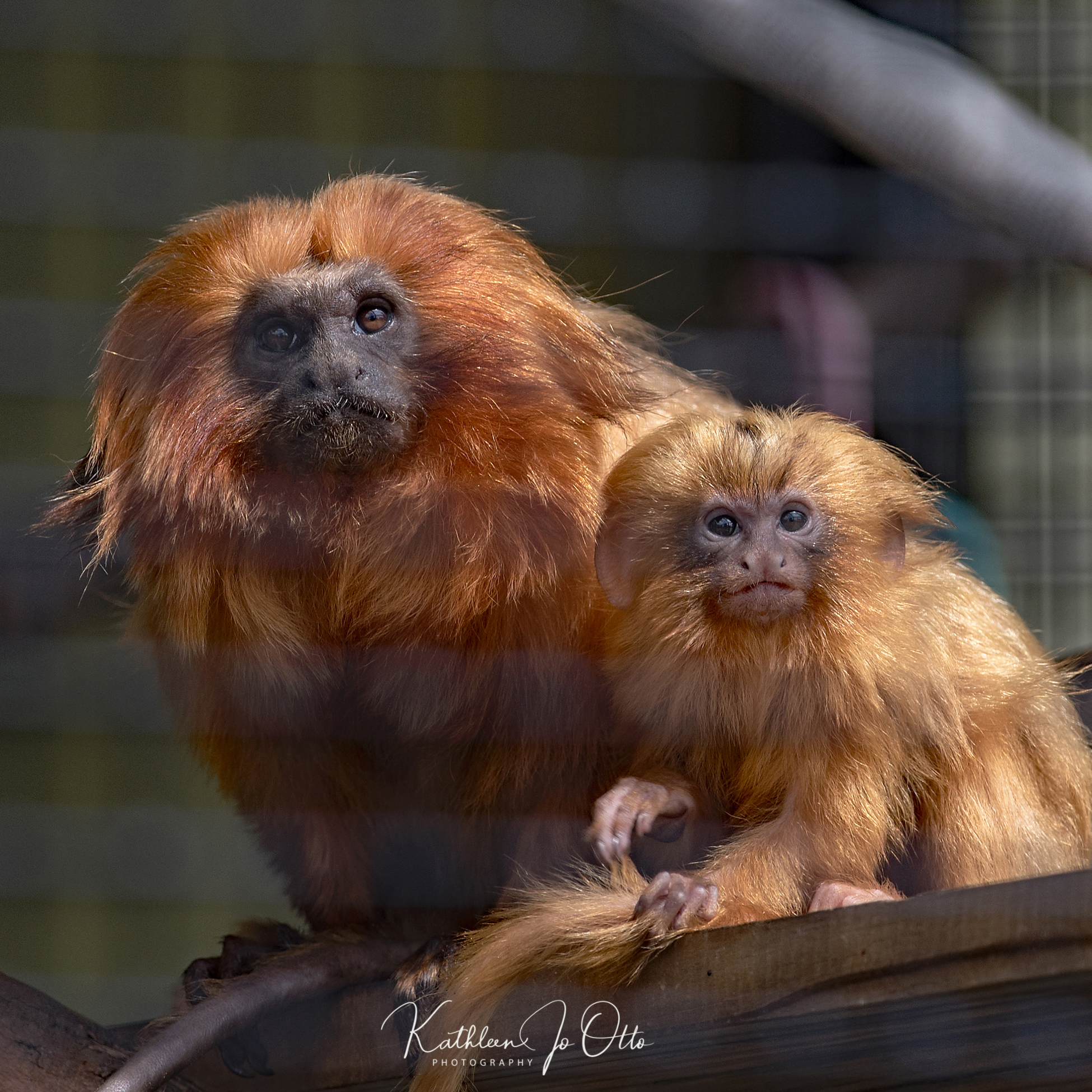 (c)2020KathleenOtto (2) Two Golden Lion Tamarins at Topeka Zoo