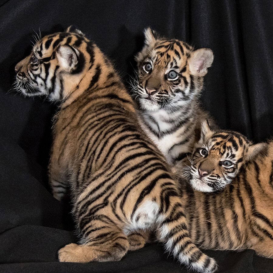tiger-web2