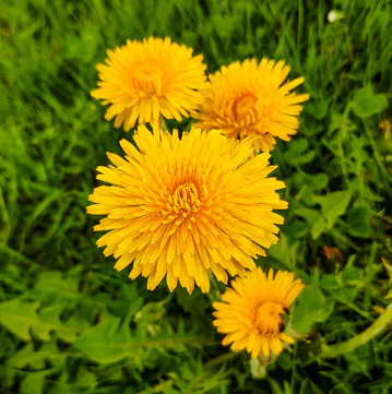 Dandelion
