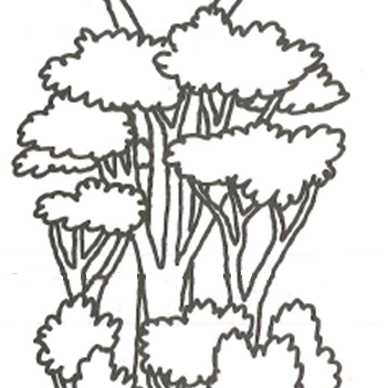 sketch of trees with branches and leaves