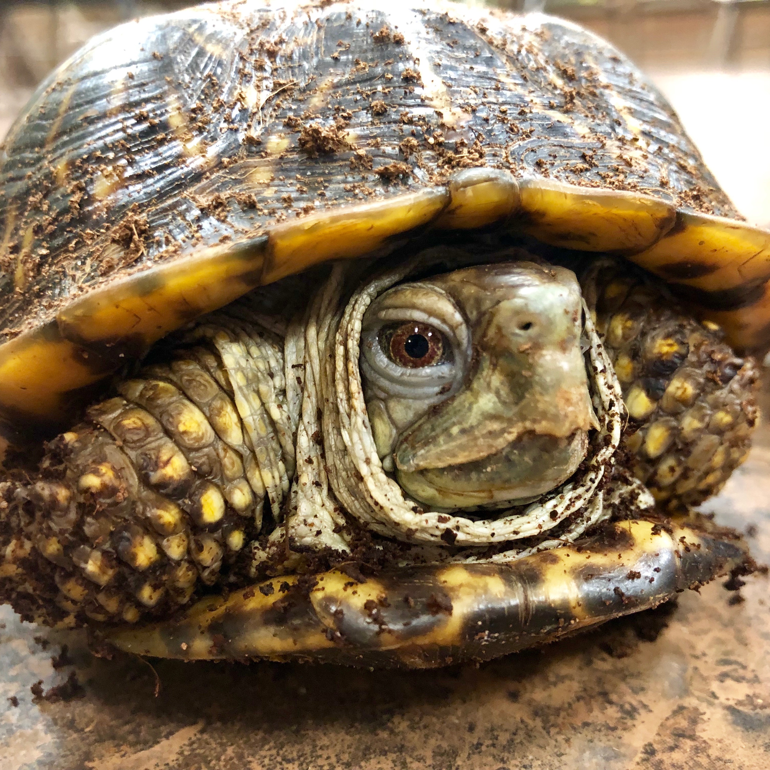 Female Eyes turtle close up of ornate box turtle at Topeka Zoo