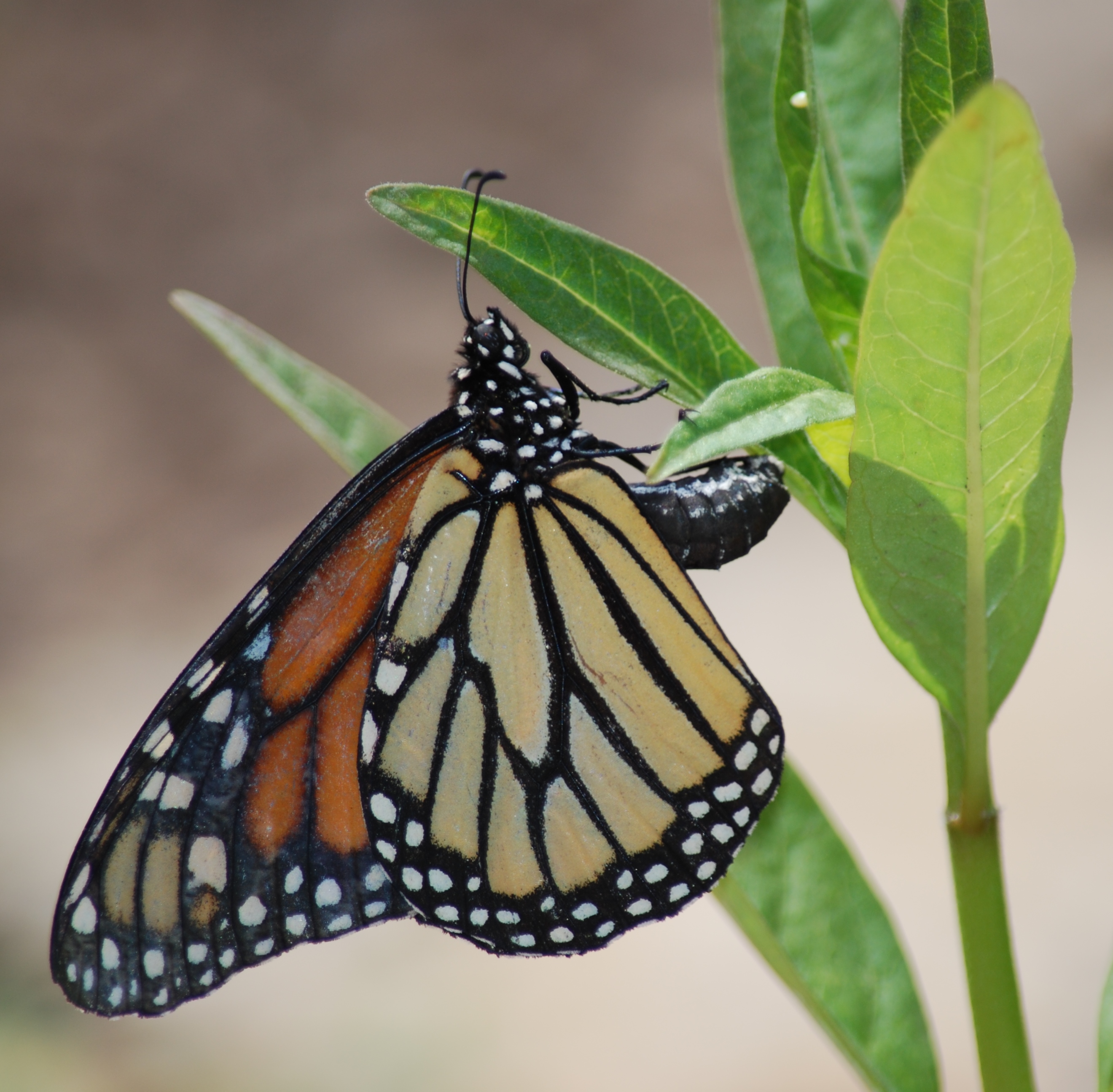 Monarch Butterfly Monarch Butterfly on plant leaf at Topeka Zoo