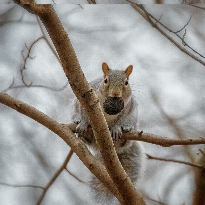 squirrel on tree branch with nut in mouth at Topeka Zoo