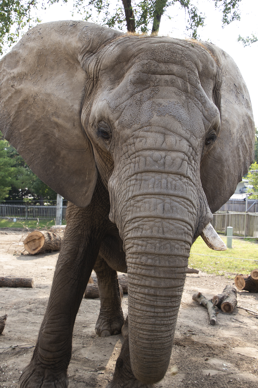 African Elephant