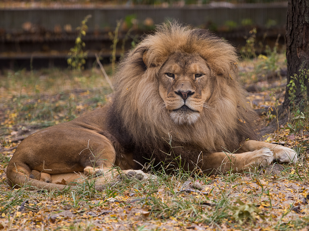 African Lion African Lion