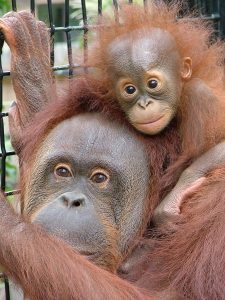 Bornean Orangutan