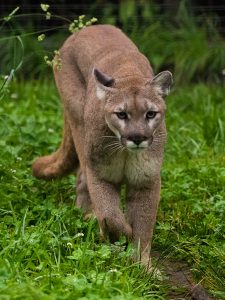 Cougar, Mountain Lion, Puma