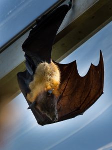 Giant Indian Fruit Bat