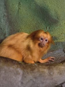 Golden Lion Tamarin