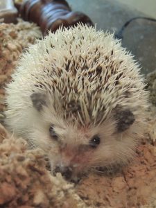 Hedgehog