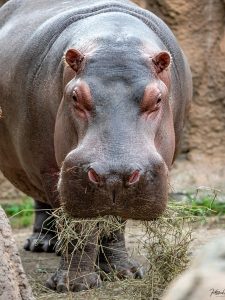 Hippopotamus