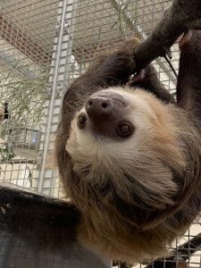 Hoffmann's two-toed sloth