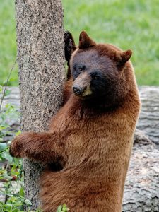 North American Black Bear