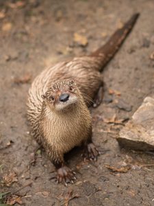 North American River Otter
