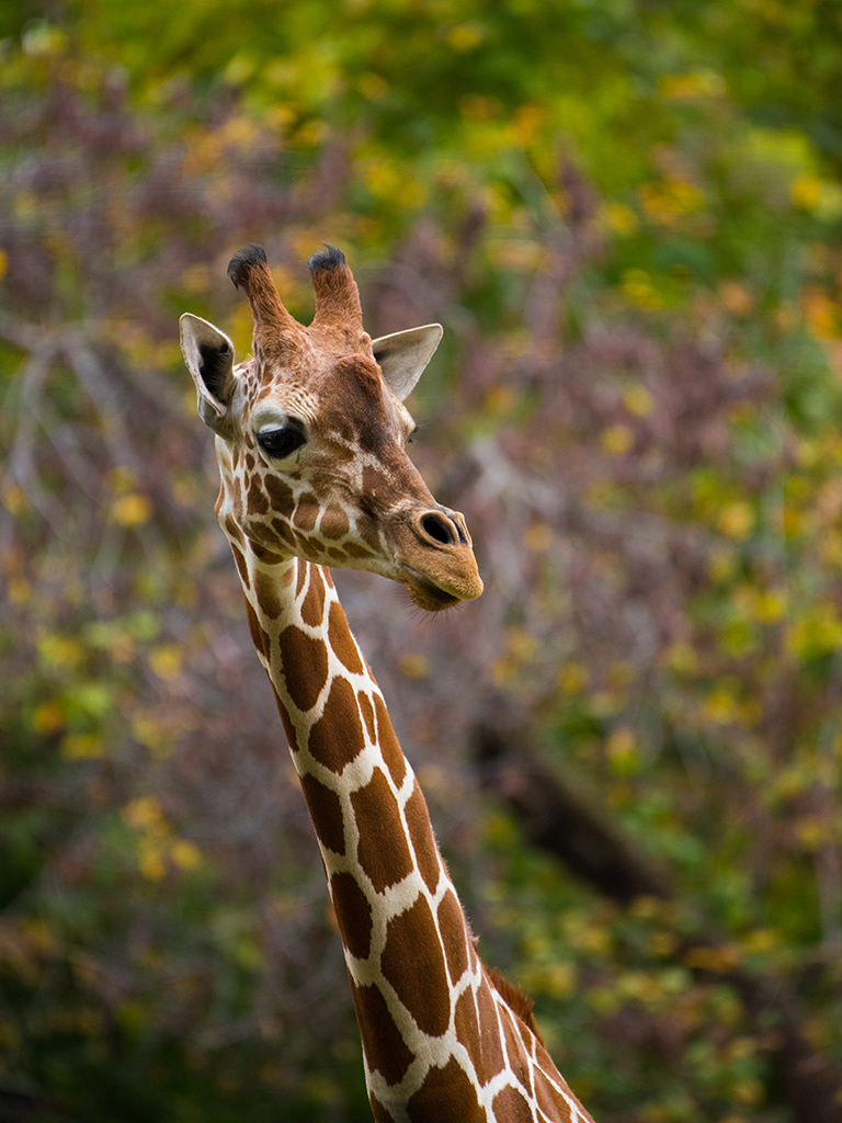 Reticulated Giraffe Reticulated Giraffe
