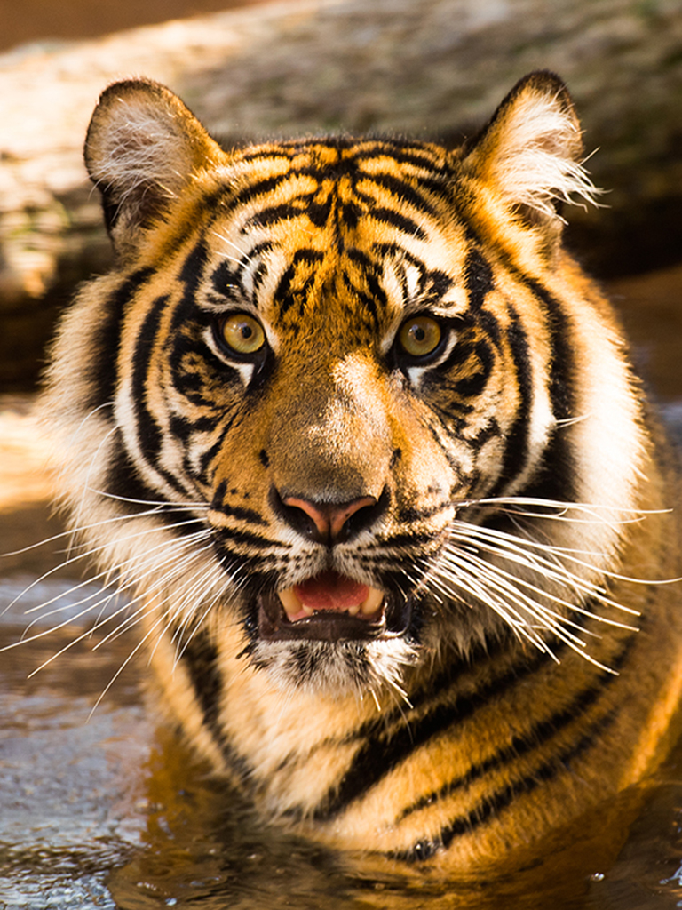 Sumatran Tiger Sumatran Tiger
