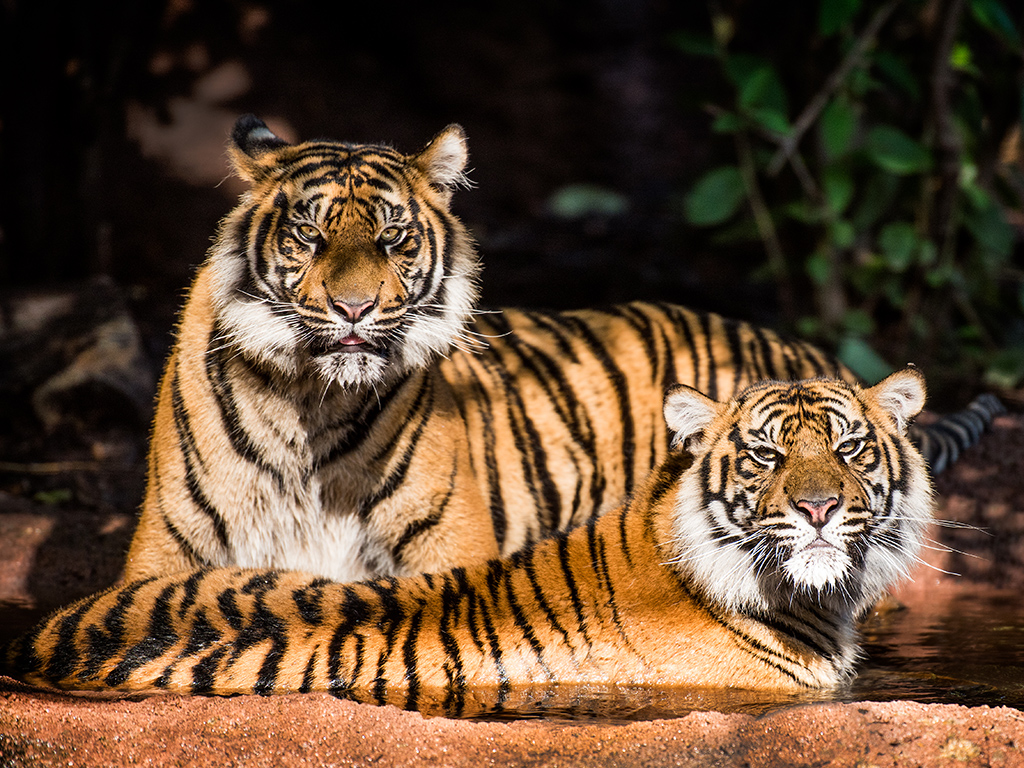 Sumatran Tiger Sumatran Tiger