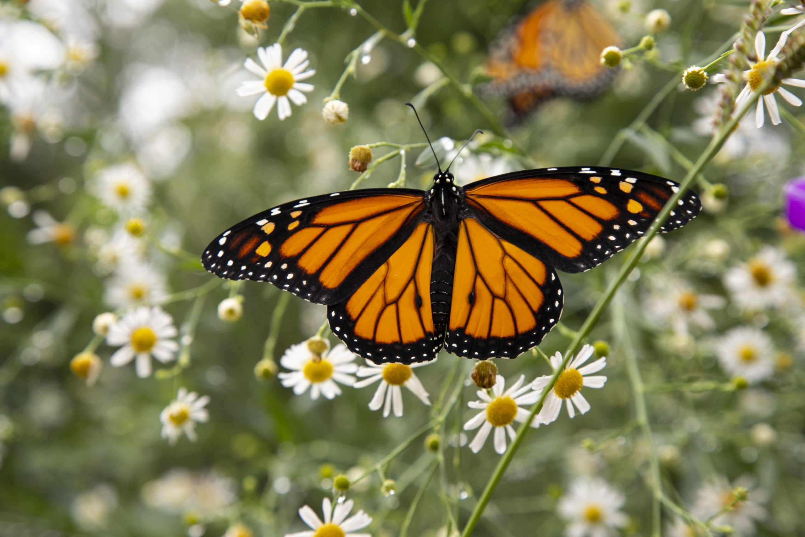 Monarch Butterfly Monarch Butterfly in flowers