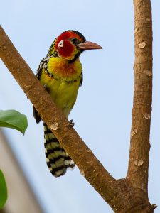Red and Yellow Barbet