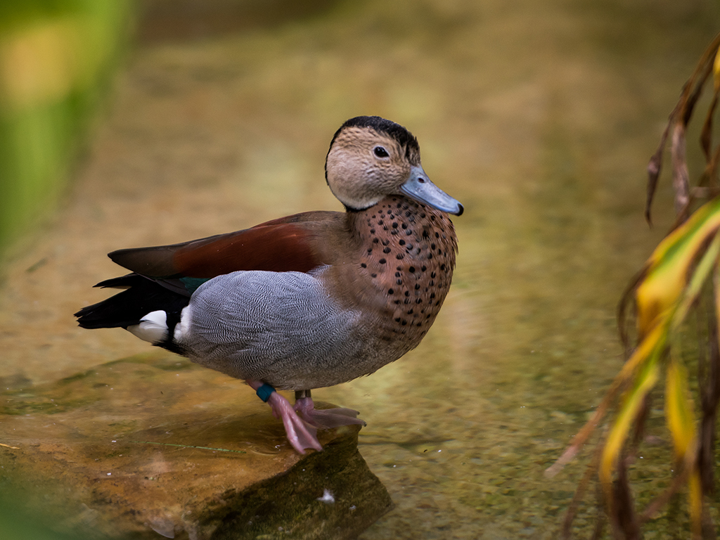 Ringed Teal