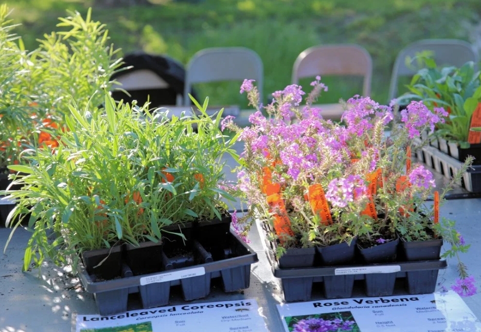 Wildflower Sale Wildflower Sale