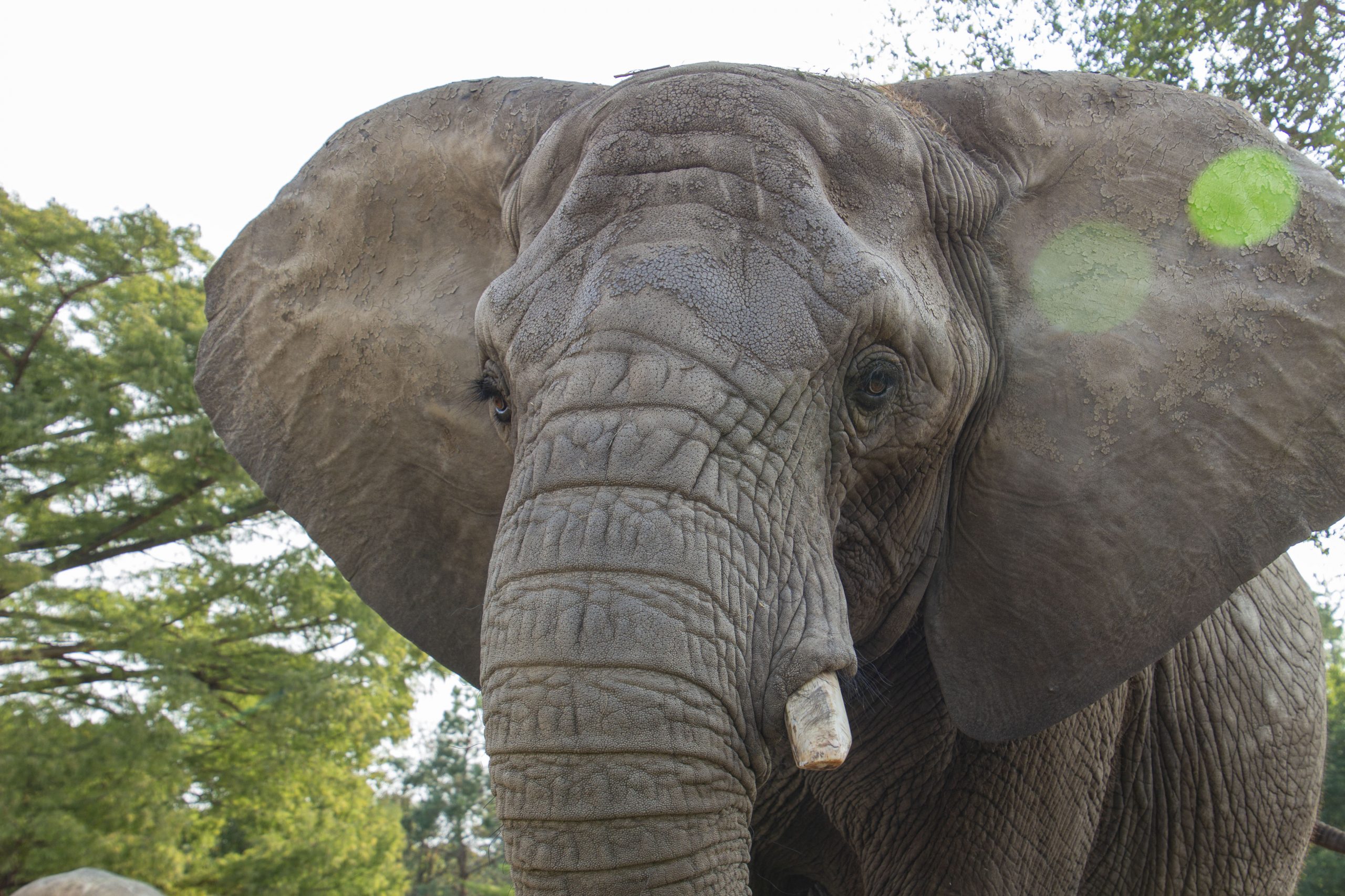 African Elephant African Elephant