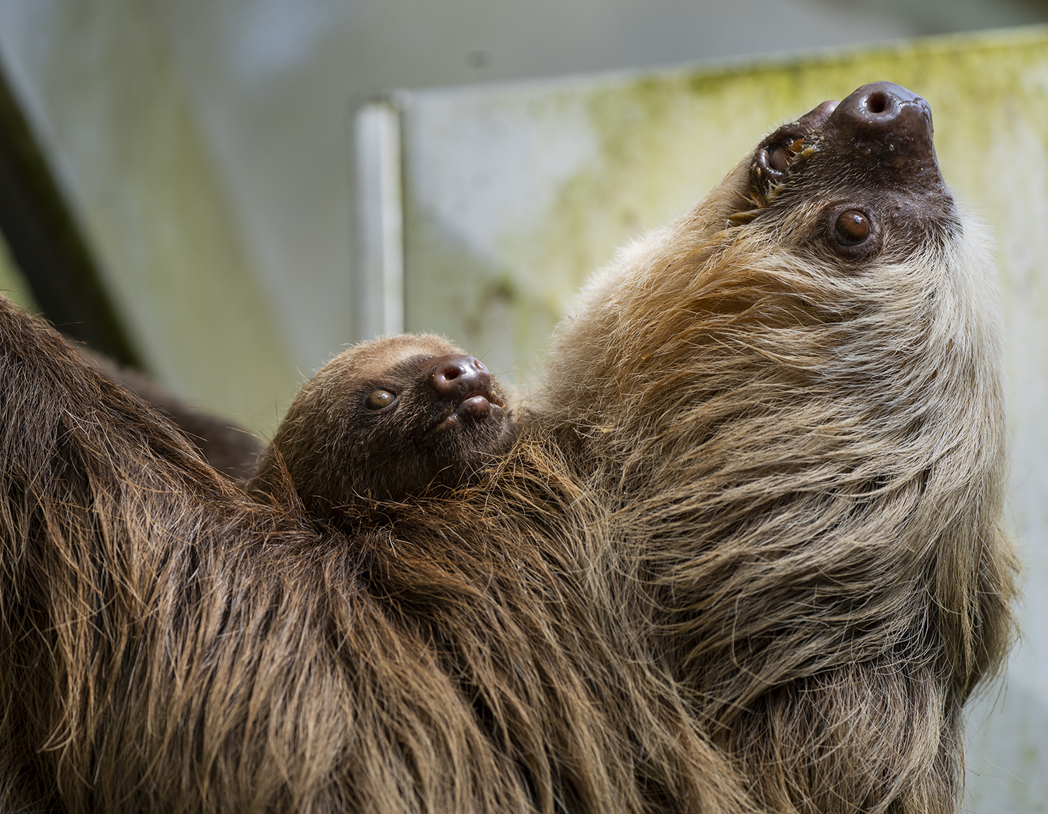Mom and Baby Sloth