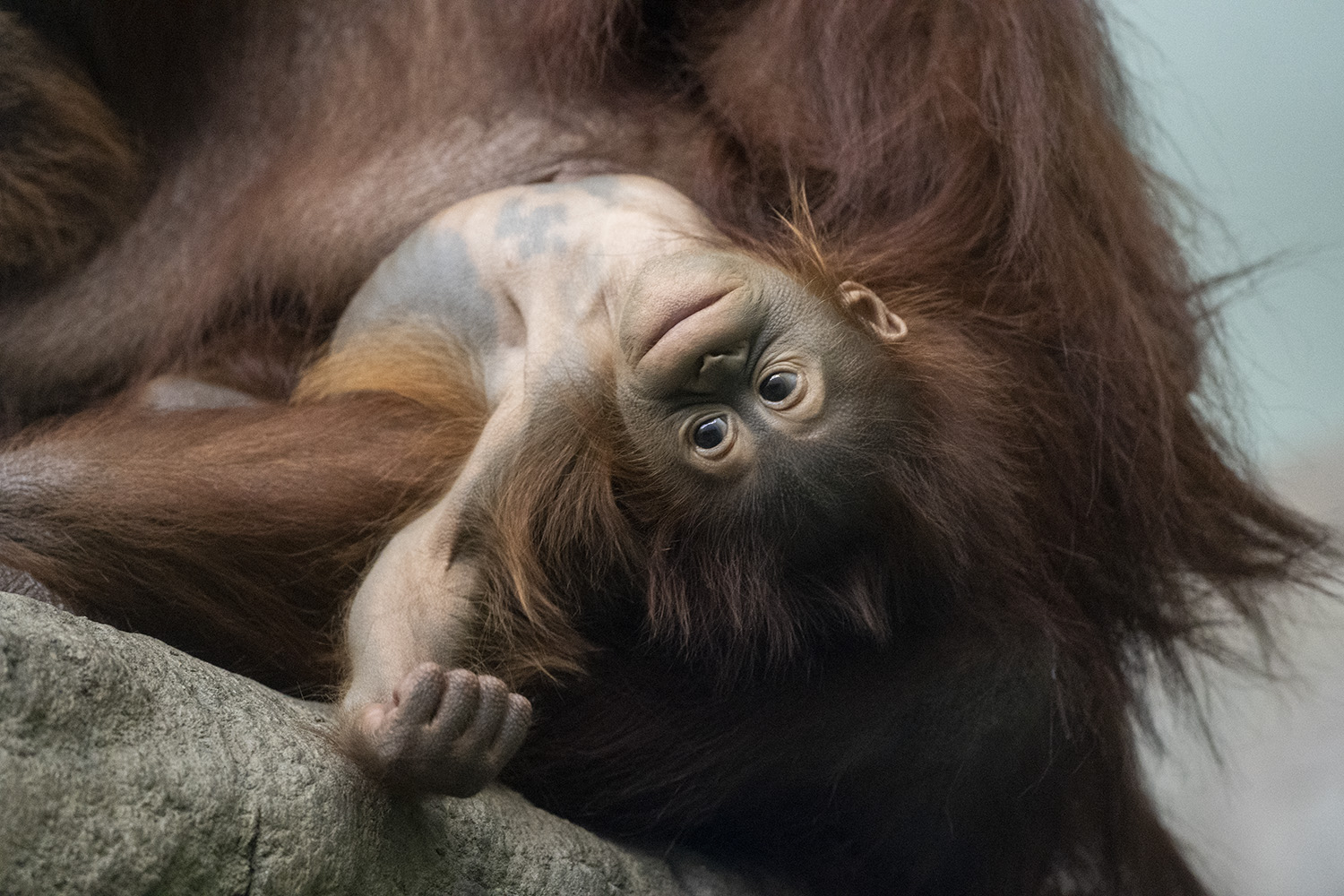 Chimpanzee Udara_6-19-22_AR_94 Chimpanzee Udara_6-19-22_AR_94