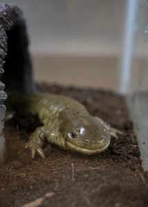 Barred Tiger Salamanderg