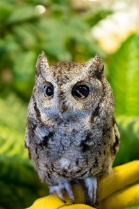 Eastern Screech Owl
