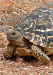 Leopard Tortoise